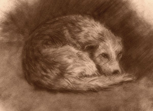 Кусака рисунок карандашом