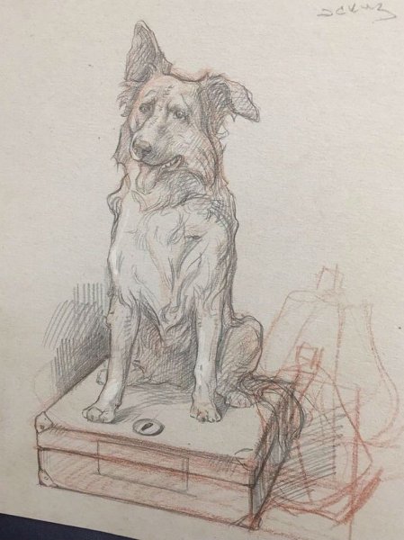 Андреева кусака