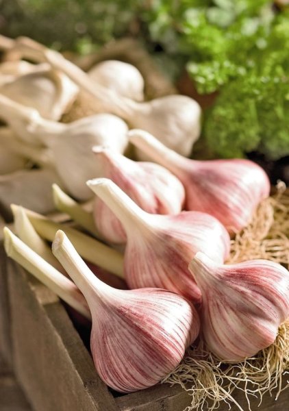 Головка чеснока