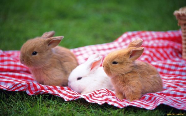 Щенок и котенок