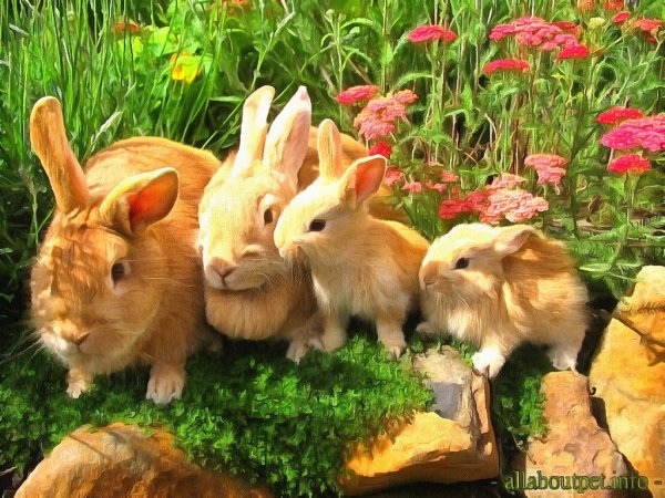 Домашние звери