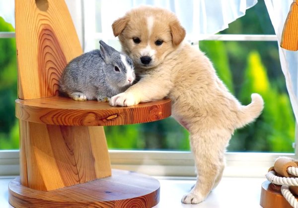 Животные на ферме