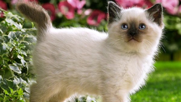 Смешные щенки