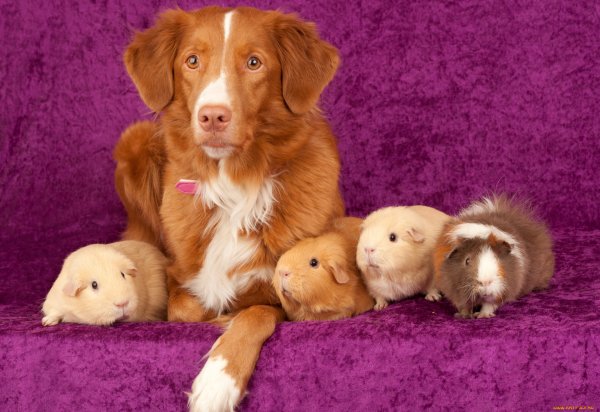 Домашние питомцы