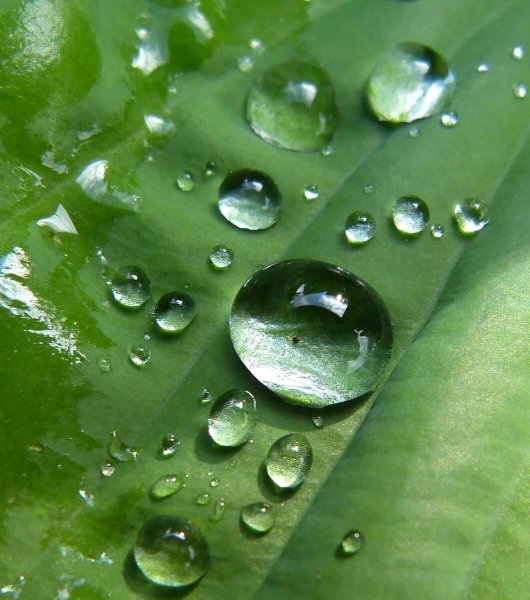 Капель воды
