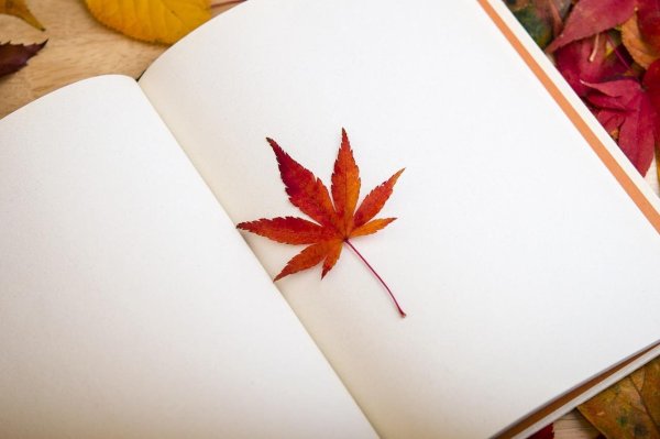 Осень страницы книги
