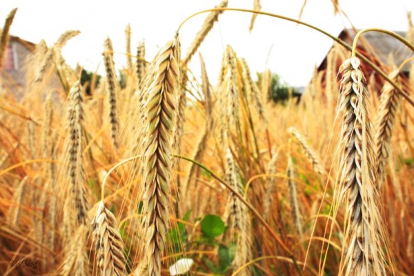 Header колосок