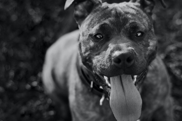 Питбуль боксер