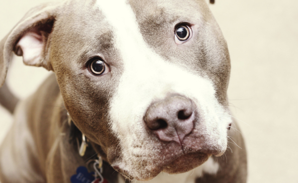 Шелби питбуль порода собак