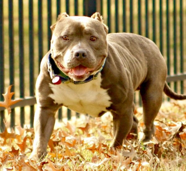 Стаффордширский терьер миостатин