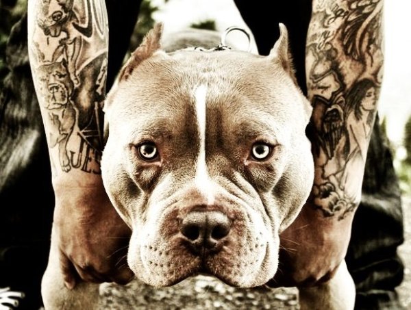 Питбуль вид сверху