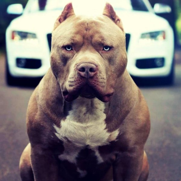 Стафф и питбуль