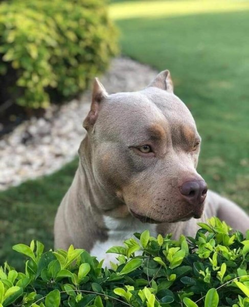 Американский питбультерьер