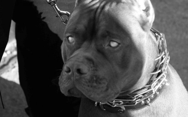 Американский питбультерьер