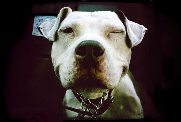 Питбуль злой