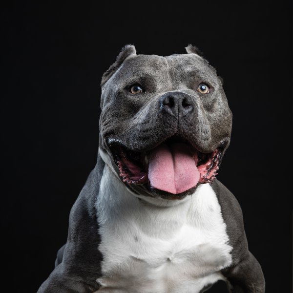 Американский стаффордширский питбультерьер черный