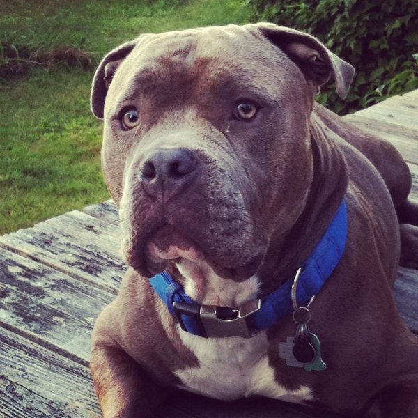 Добрый питбуль порода