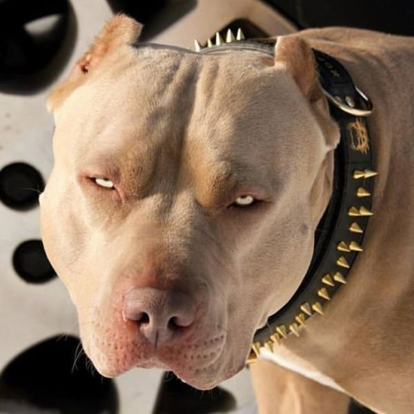 Американский стаффордширский терьер оскал