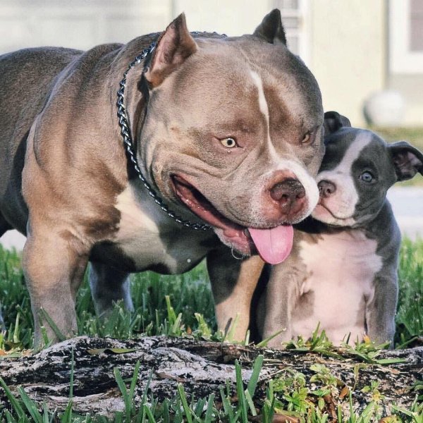 Стаффордширский терьер булли