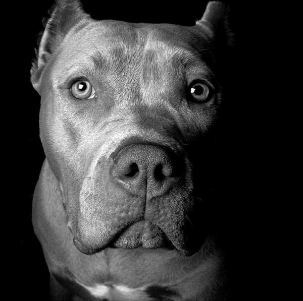 Питбуль на черном фоне