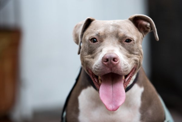 Питбуль облизывается