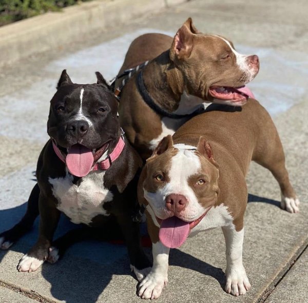 Американский стаффордширский терьер и питбуль