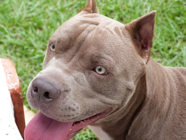 Порода питбуль