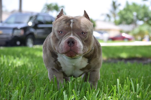 Американский булли Micro