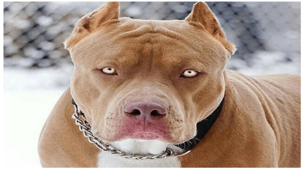Взгляд питбуля