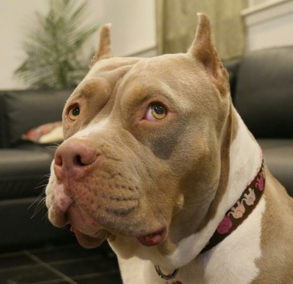 Австралийский питбультерьер