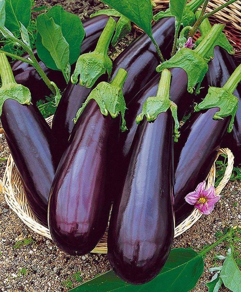 Партнер баклажан Андрюша f1