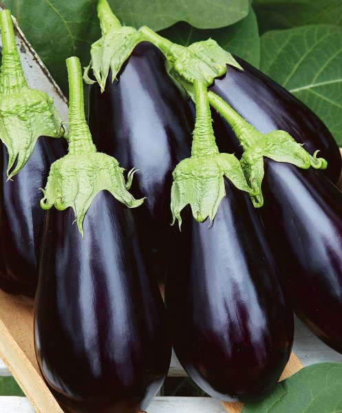 Баклажан Бегемот f1