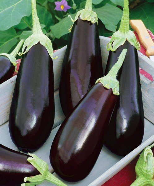 Баклажан сорт Фабина