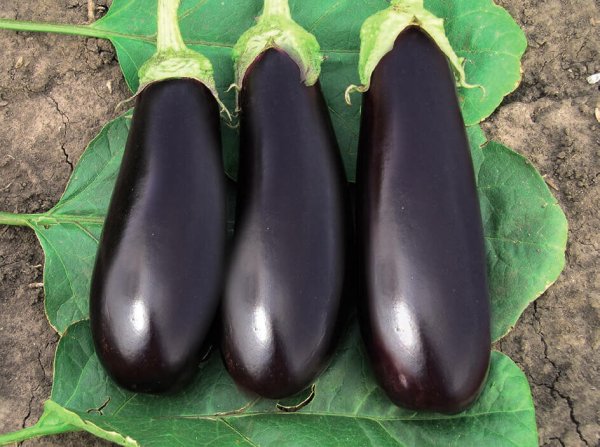 Баклажан Котильон f1