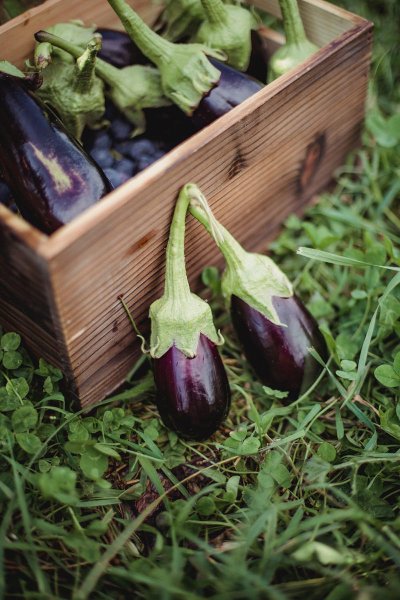 Баклажан Фабина f1