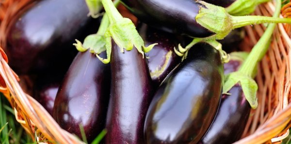 Баклажан Блэк Бьюти
