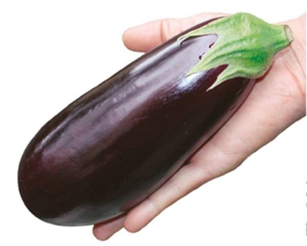 Баклажан съедобный