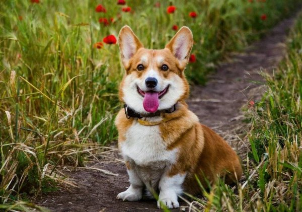 Собака вельш корги пемброк