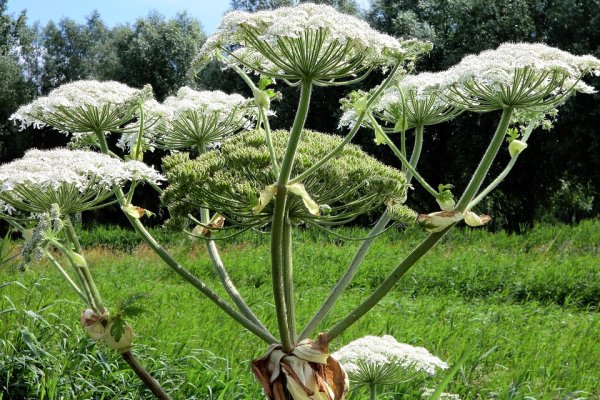 Борщевик растение