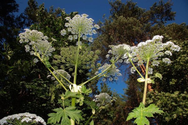 Борщевика Сосновского (Heracleum sosnowskyi)