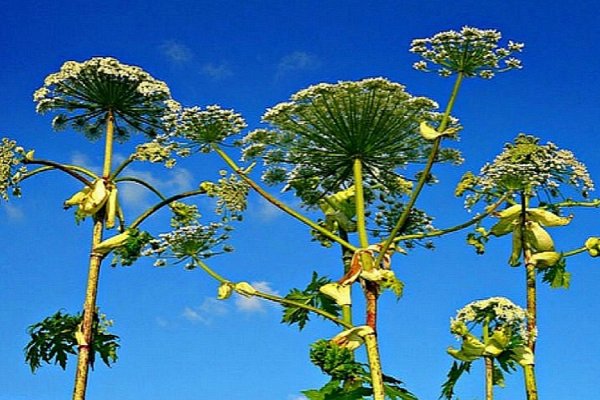 Heracleum борщевик
