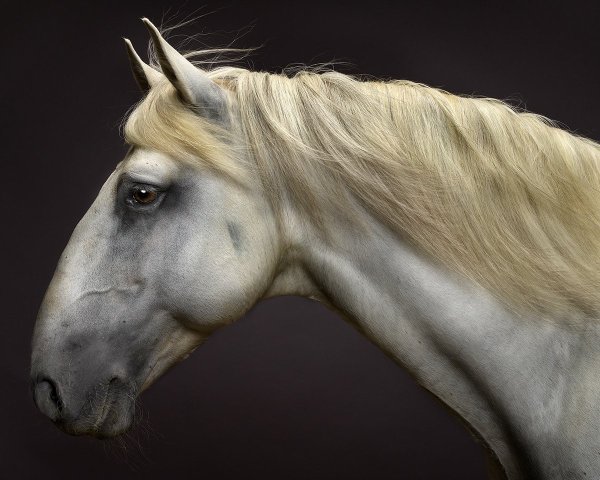 Картинка морда коня