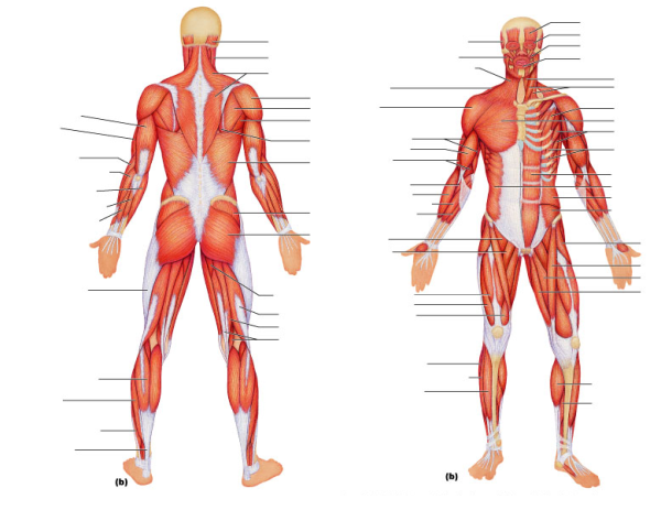 Картинки мышцы человека (46 фото)