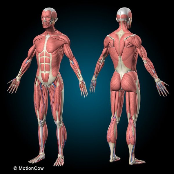 Мышечная система человека