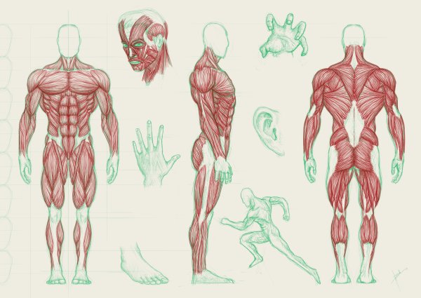 Мышечная система человека