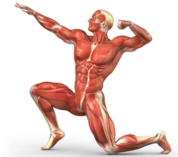 Скелетные мышцы анатомия