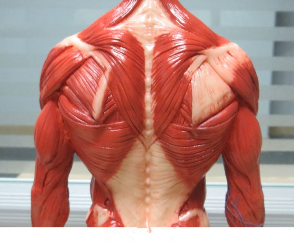 Анатомия мышечной системы