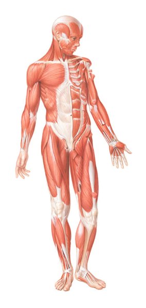 Скелетно-мышечная система