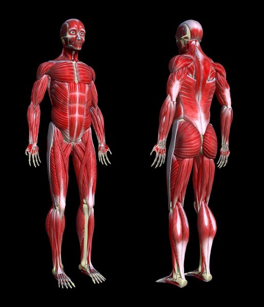 Мышцы человека на прозрачном фоне