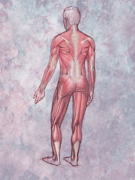 Рафаэль Грассетти анатомия